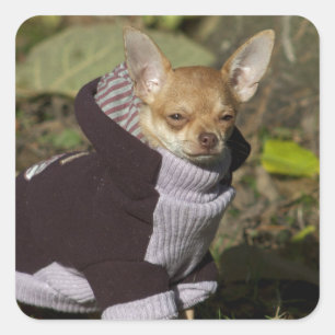 Fancy Chihuahua Vierkante Sticker