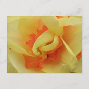 Fancy Daffodil Briefkaart