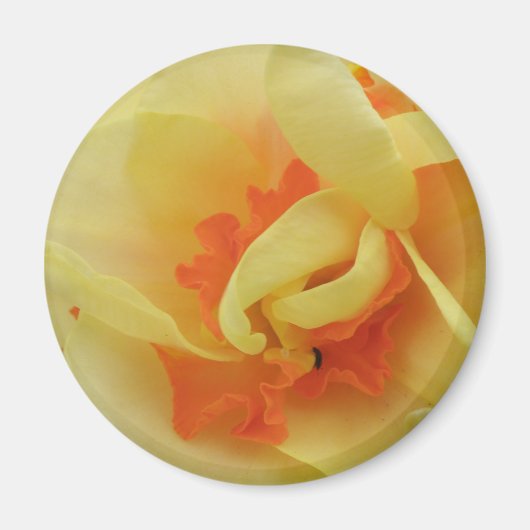 Fancy Daffodil Magnet Magneet (Voorkant)