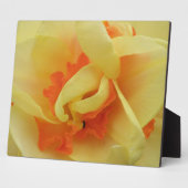 Fancy Daffodilplaque Fotoplaat (Zijkant)