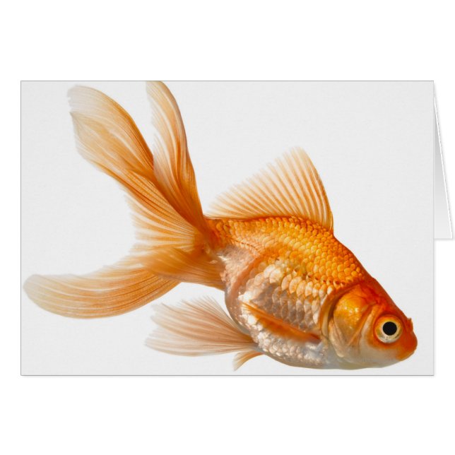 Fancy Goldfish (Devant horizontal)