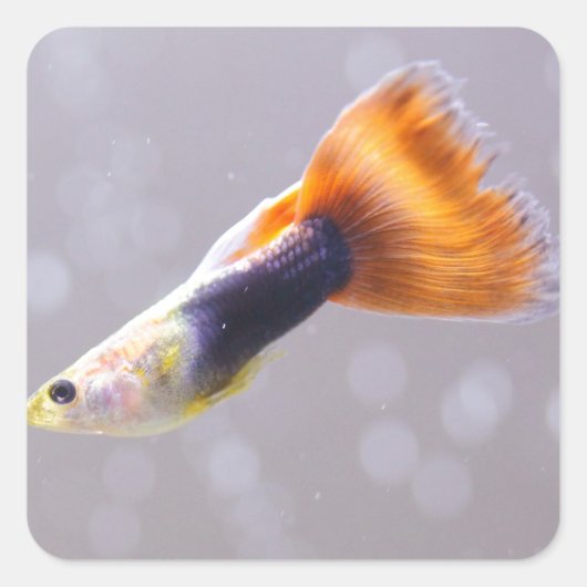 Fancy Guppy Vierkante Sticker (Voorkant)