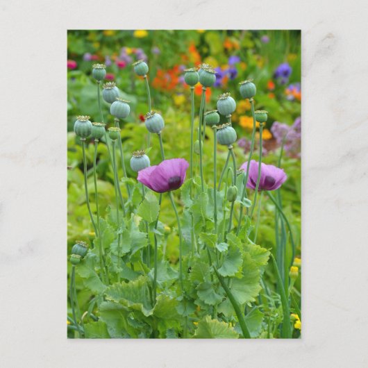 Fancy paars papaver briefkaart (Voorkant)