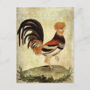 Fancy Rooster Briefkaart