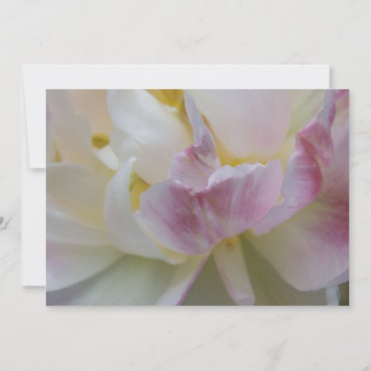 Fancy roze witte Tulp Spring Equinox-feestdag Kaart (Achterkant)