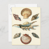 Fancy Shell Beach Briefkaart (Voorkant / Achterkant)