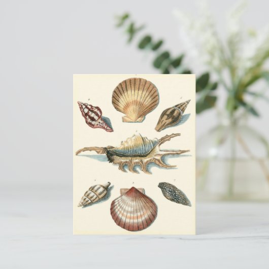 Fancy Shell Beach Briefkaart (Staand voorkant)