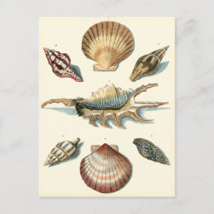 Fancy Shell Beach Briefkaart