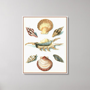 Fancy Shell Beach Canvas Afdruk