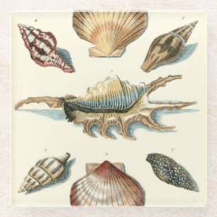 Fancy Shell Beach Glazen Onderzetter