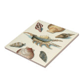 Fancy Shell Beach Tegeltje (Zijkant)