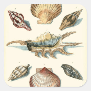 Fancy Shell Beach Vierkante Sticker
