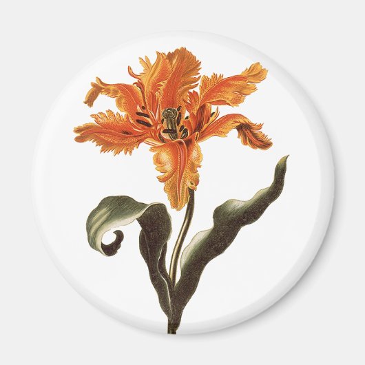 Fancy Sinaasappel Lily in Bloom, tuinbloemen Magneet (Voorkant)