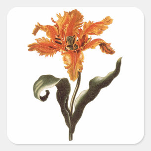  Fancy Sinaasappel Lily in Bloom, tuinbloemen Vierkante Sticker