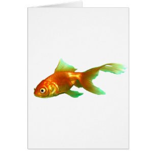 Fancy staart oranda goudvis