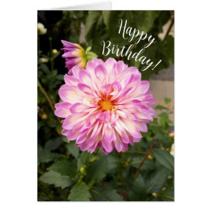 Fancy violet et blanc Dahlia Bonne carte d'anniver