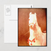 Fancy witte Pony zigeunerstijl Briefkaart (Voorkant / Achterkant)