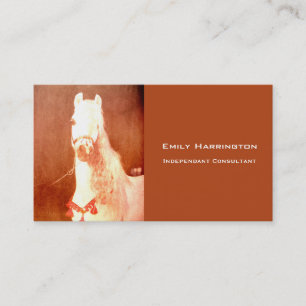 Fancy witte Pony zigeunerstijl Visitekaartje
