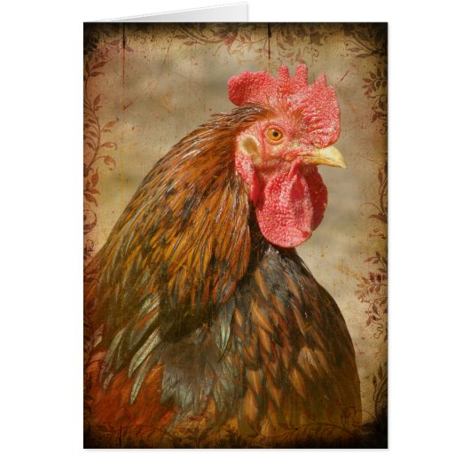 Fancy zuigelingen (Voorkant)