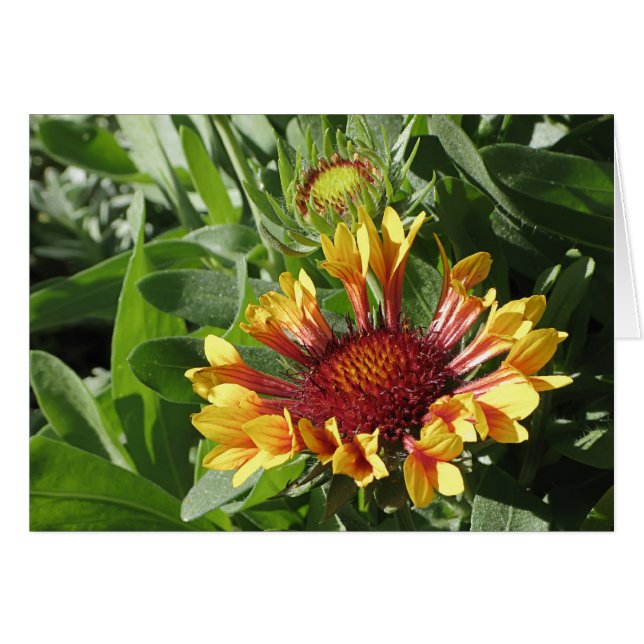 Fanfare Blanket Flower (Voorkant Horizontaal)