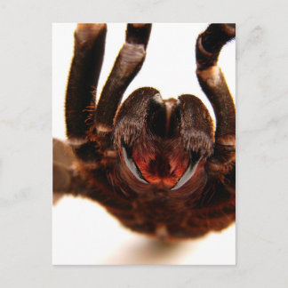Fangs - Tarantula Art Afbeelding 2 Briefkaart