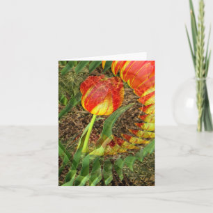 Fanned Tulp...... Kaart
