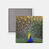 Fanning Peacock Magneet (Voorkant / Achterkant)