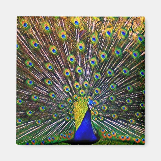 Fanning Peacock Magneet (Voorkant)