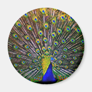Fanning Peacock - Ronde Magneet