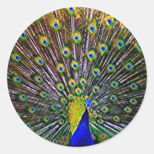 Fanning Peacock Ronde Sticker