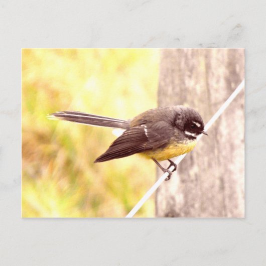 Fantail Briefkaart (Voorkant)