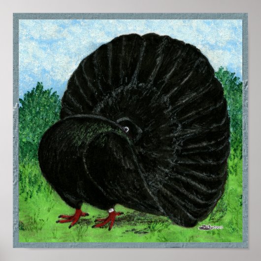 Fantail Pigeon Black Poster (Voorkant)