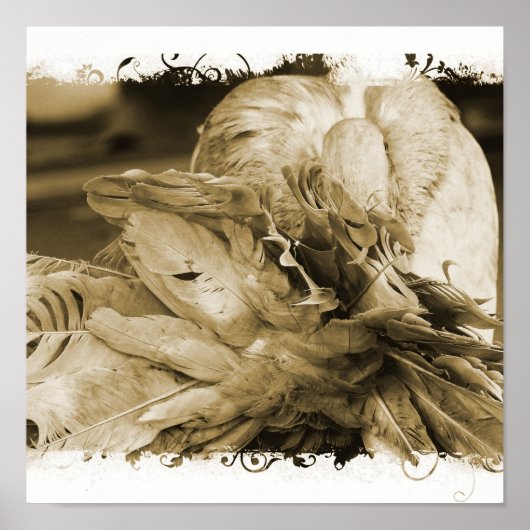 Fantail Pigeon Poster (Voorkant)