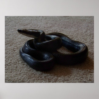 Fantastique serpent noir Awesome Reptile Poster
