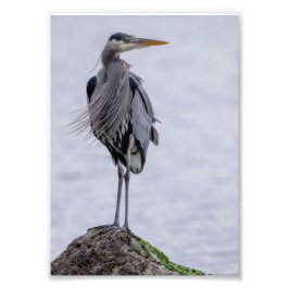Fantastische blauwe foto van Heron Afdruk