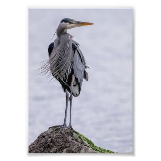 Fantastische blauwe foto van Heron Afdruk (Voorkant)