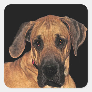 Fantastische Dane Dog-stickers Vierkante Sticker