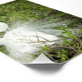 Fantastische foto van witte heron afdruk (Hoek)