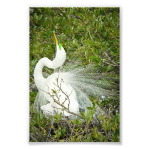 Fantastische foto van witte heron afdruk
