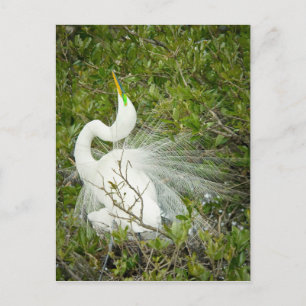 Fantastische foto van witte heron briefkaart