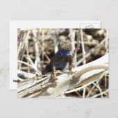 Fantastische hek bij Joshua-boom Briefkaart (Voorkant / Achterkant)