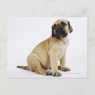 Fantastische krantenpup in Studio Briefkaart