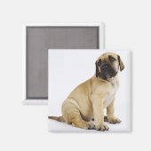 Fantastische krantenpup in Studio Magneet (Voorkant / Achterkant)