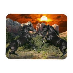Fantastische paarden: Black Magic Magneet