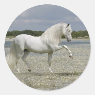 Fantastische paarden: Heer van het meer Ronde Sticker