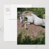 Fantastische paarden: lentekallop briefkaart (Voorkant / Achterkant)