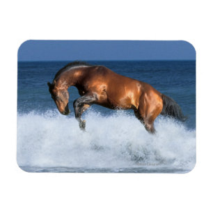 Fantastische paarden: Selle Francais & Zee Magneet