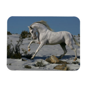 Fantastische paarden: Snow King Magneet