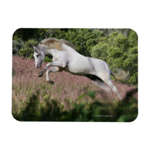 Fantastische paarden: Spring Gallop Magneet