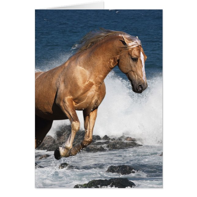 Fantastische paarden: Summer Splash (Voorkant)